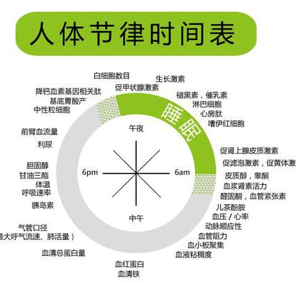 人体生物钟探秘:你的健康时钟对准了吗?