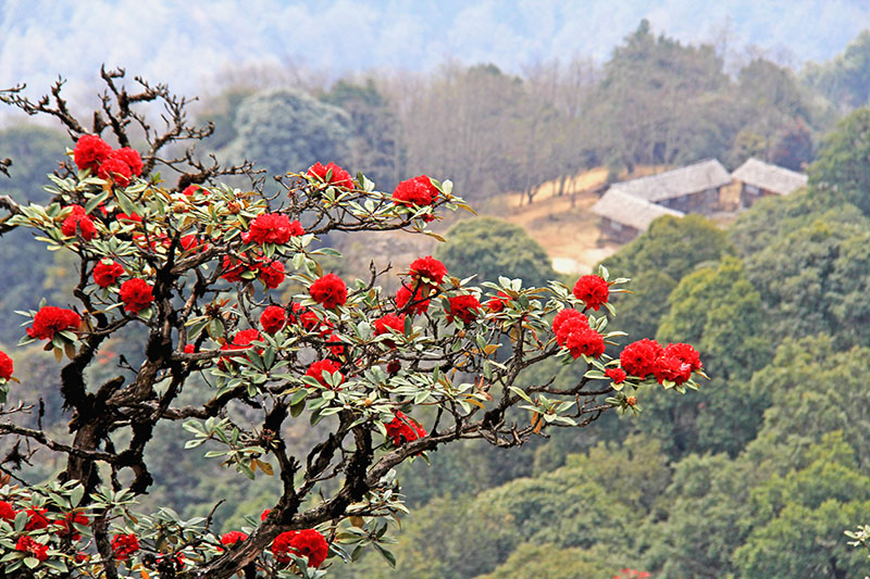 杜鹃花开农家乐 (2).JPG