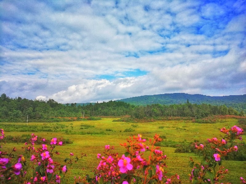高山草甸  李振宇摄 (17).jpg